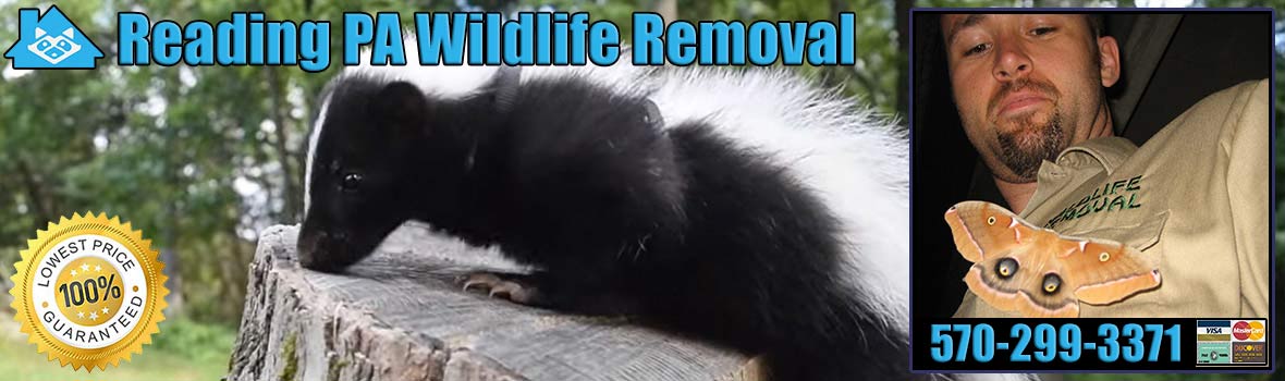 Reading Wildlife and Animal Removal